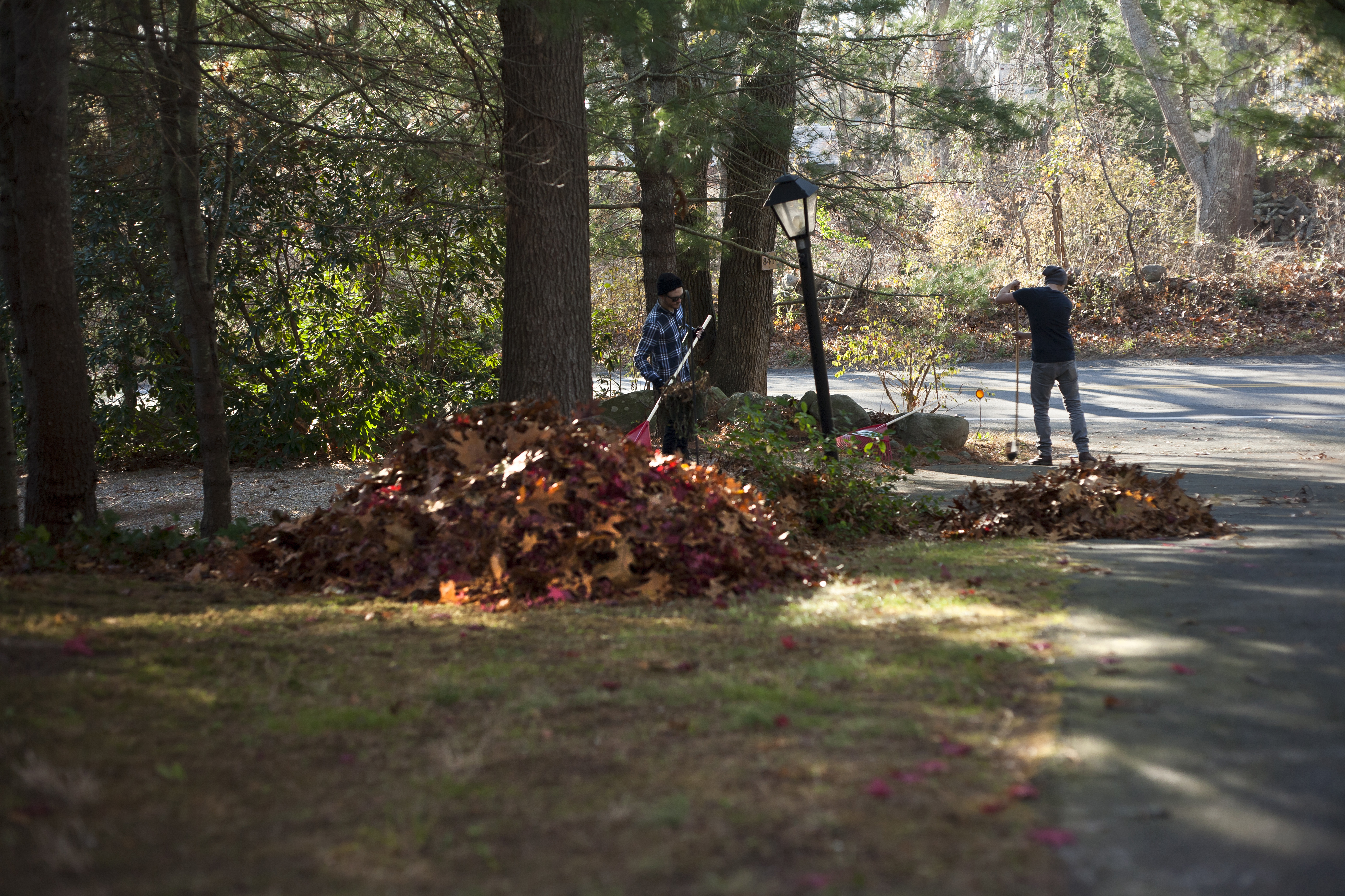 fall yard maintenance